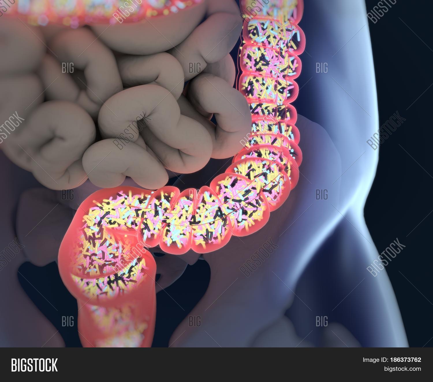 bacteria inside the large intestine, concept, representation.