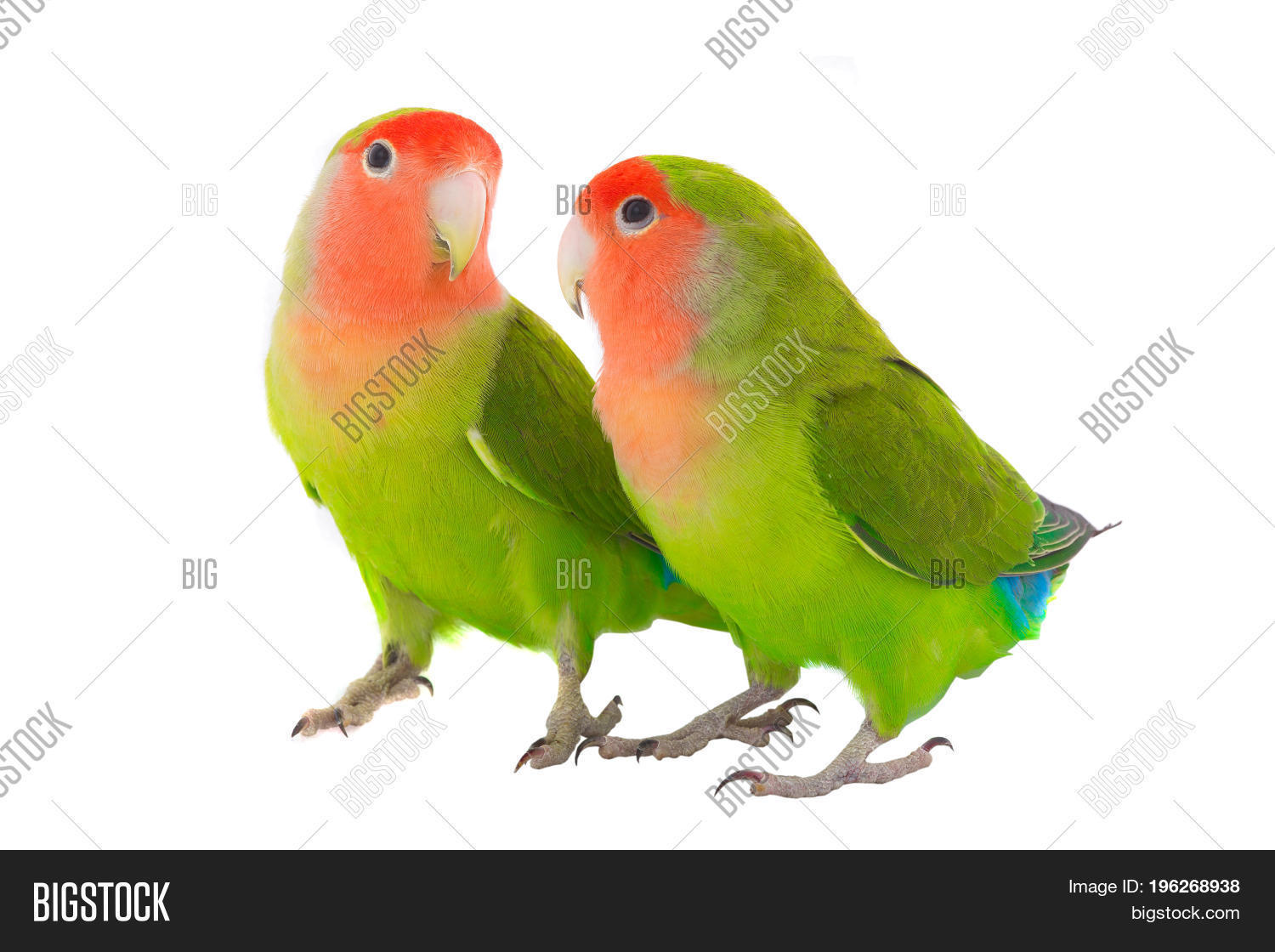 two lovebird parrot isolated on a white background, studio shot