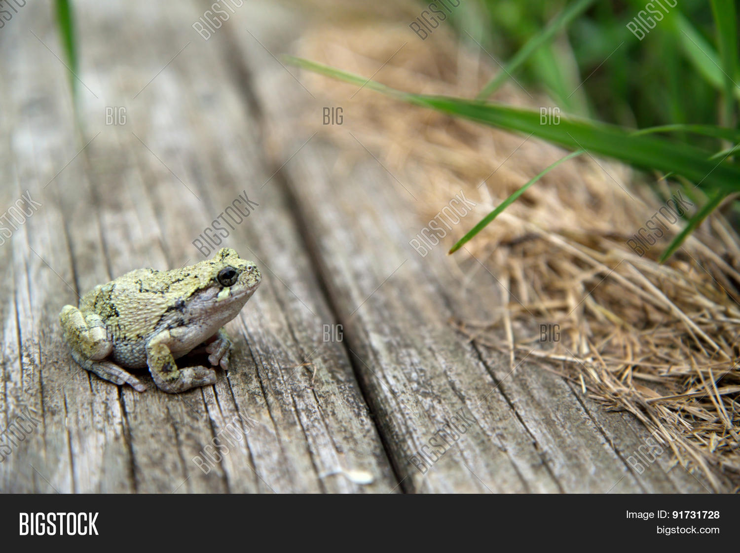 femal, eastern gray tree frog (hyla versicolor) 库存照片和库存