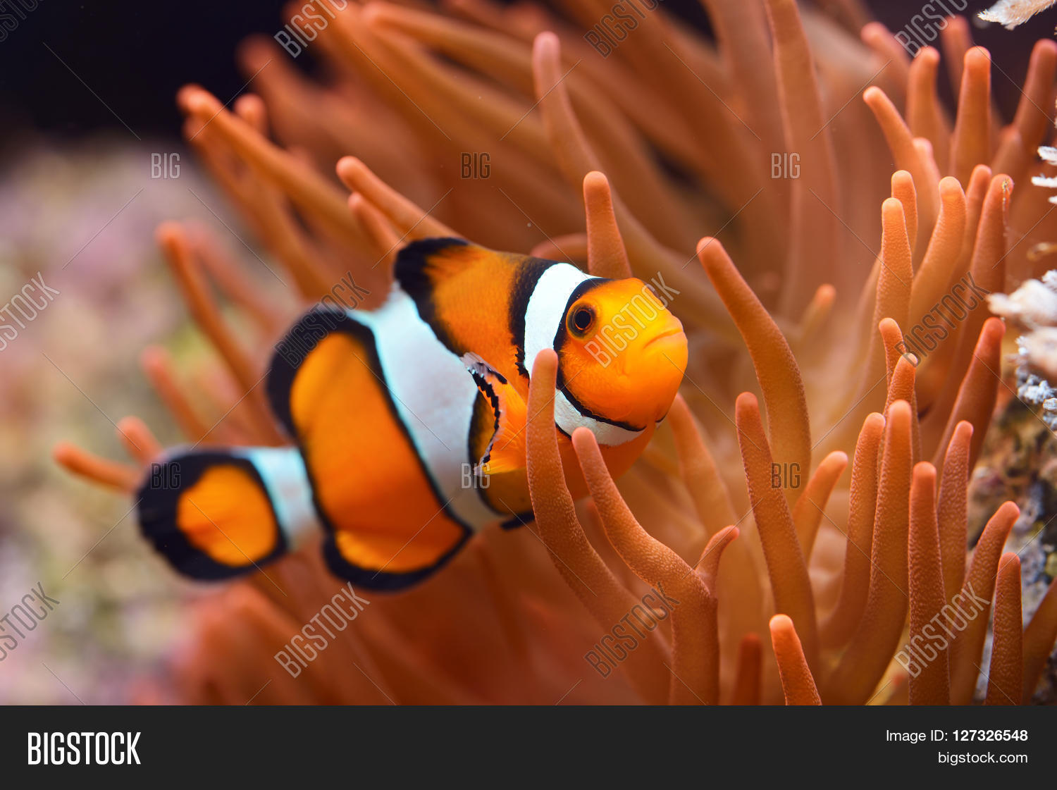 amphiprion ocellaris clownfish in marine aquarium with actinia