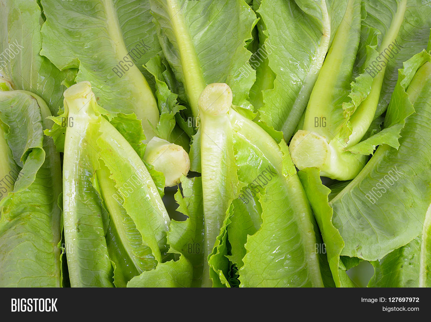 close-up vegetable cos lettuce on white background