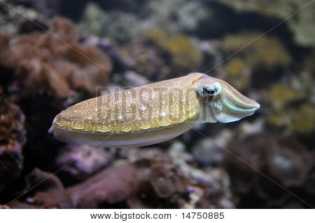 在它的自然环境中游泳的墨鱼