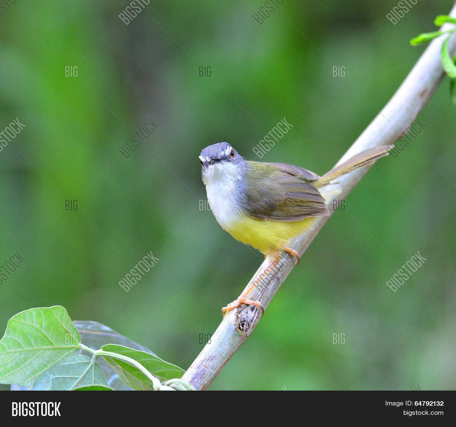 yellow-bellied prinia bird (prinia flaviventris) looks toward