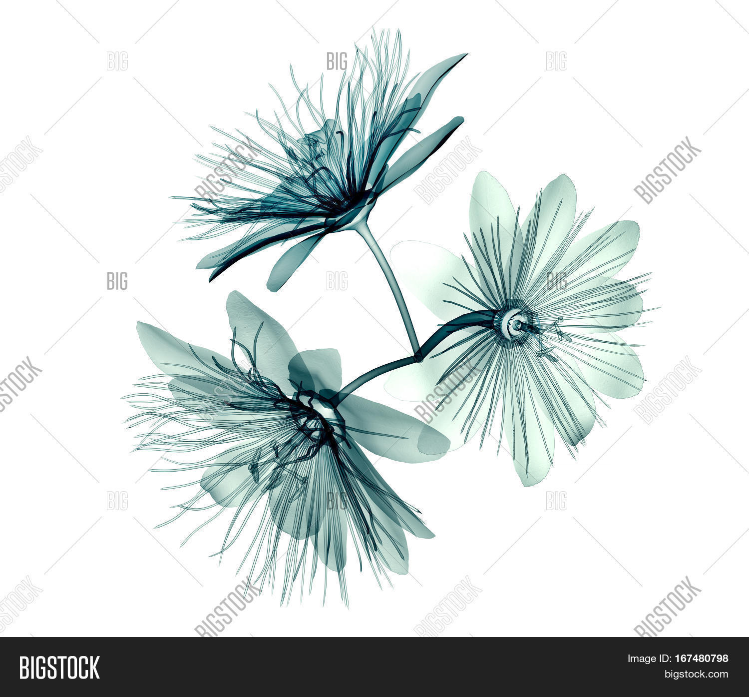 x-ray image of a flower isolated on white the passion flower 3d