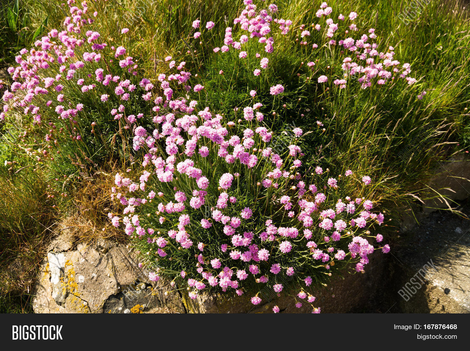 growing clump of sea pink armeria maritima or thrift united king