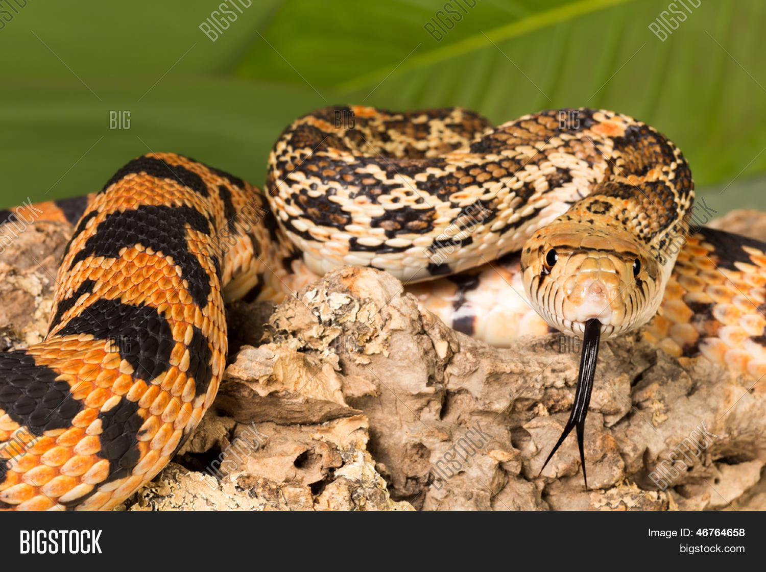成人bullsnake 蛇的舌头大观 库存照片和库存图片 | bigstock