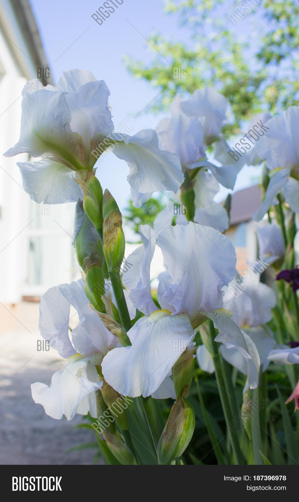 flower bed of irises. iridarius