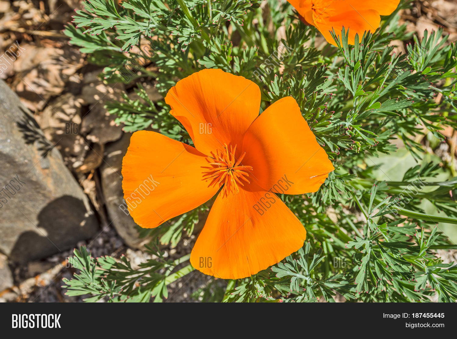 orange california poppy with its shadow showing on the rock