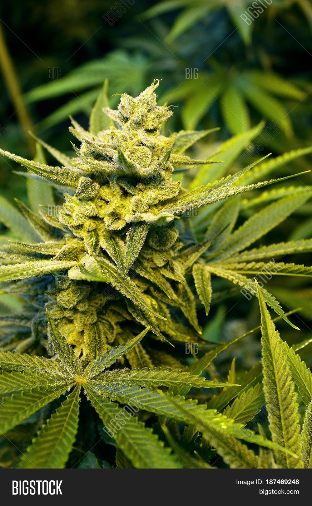 a close-up of a beautiful indoor grown female marijuana flower.
