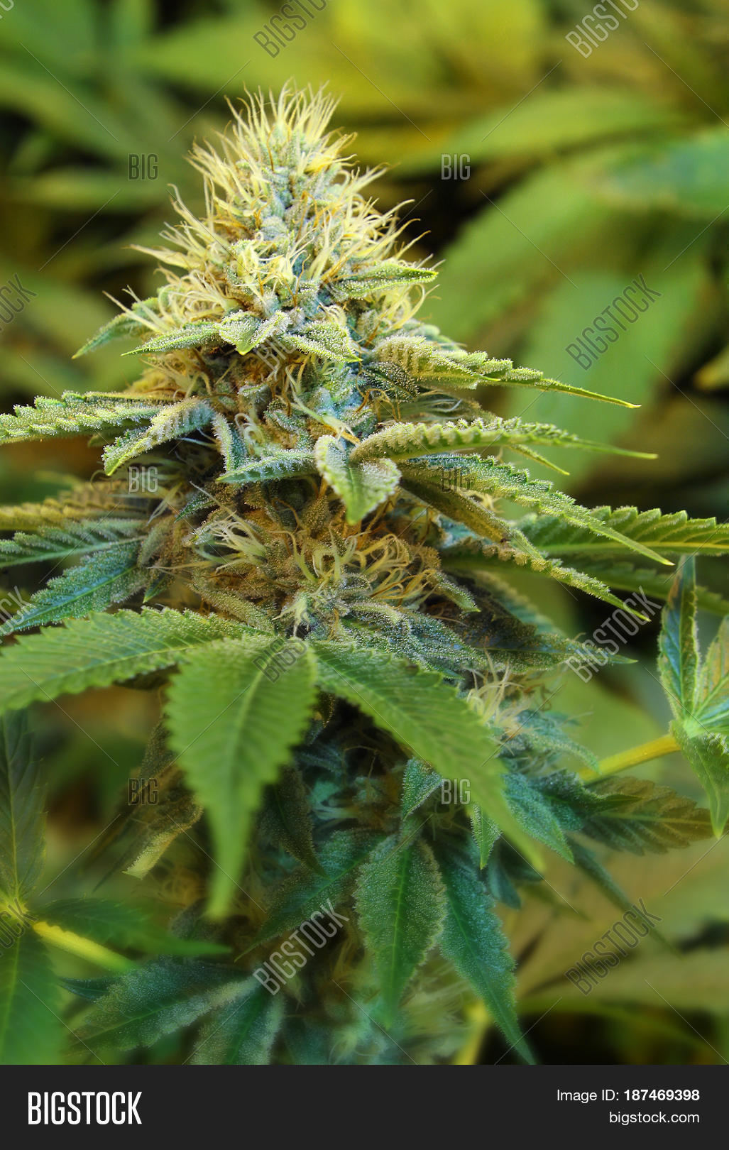 a close-up of a beautiful indoor grown female marijuana flower