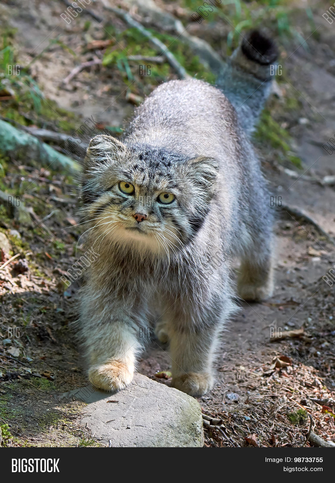 pallass cat walking around in its habitat looking in the camera