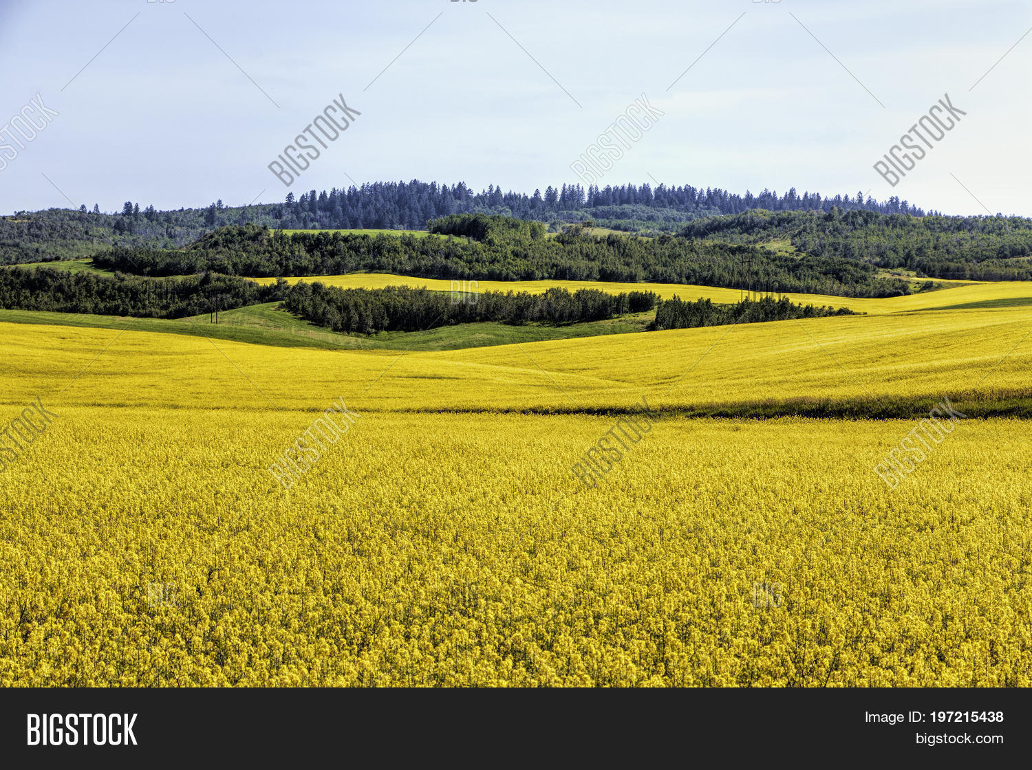 brilliant yellow mustard fields over rolling hills of green in