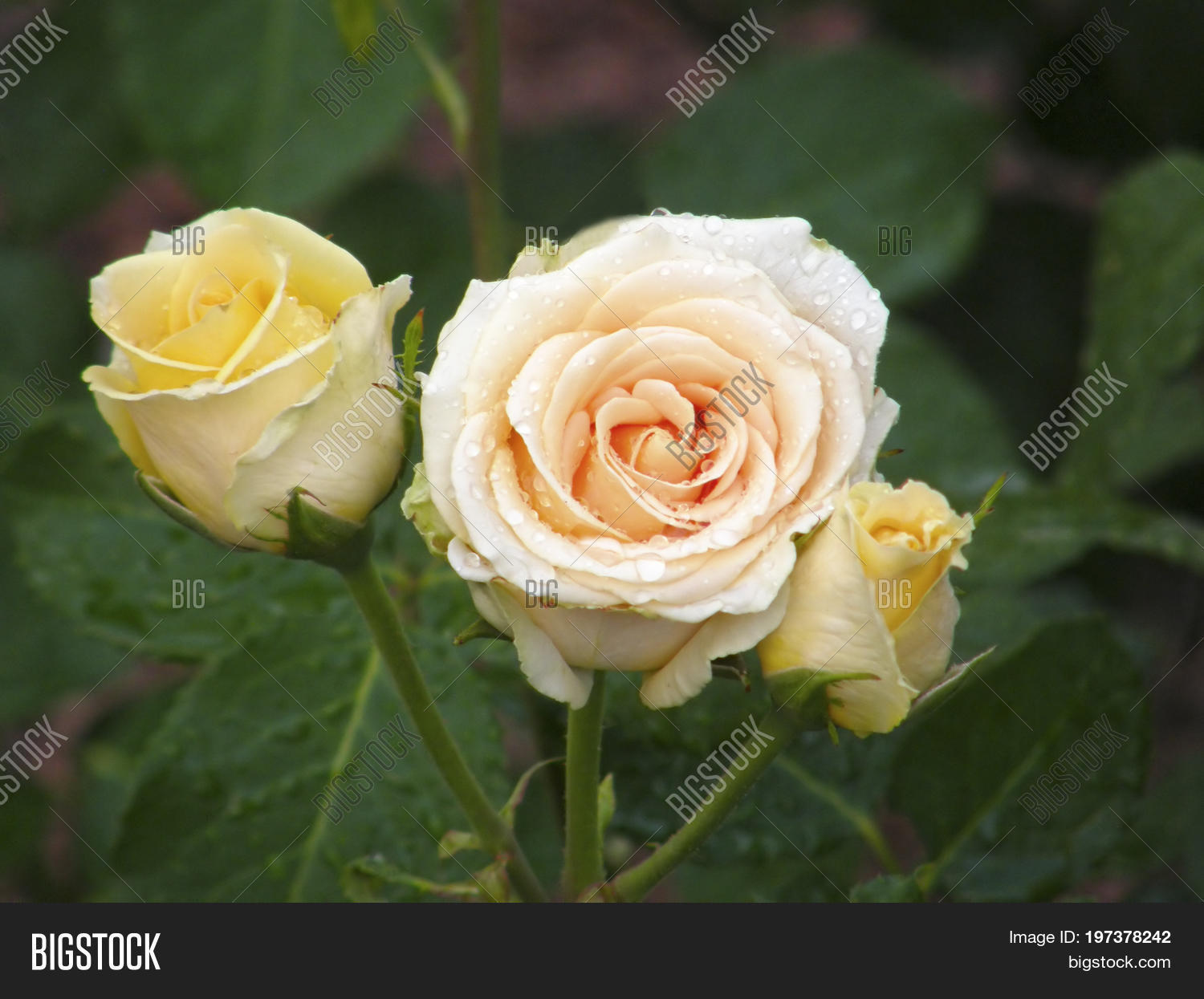 rose flower. flowers. very beautiful image.