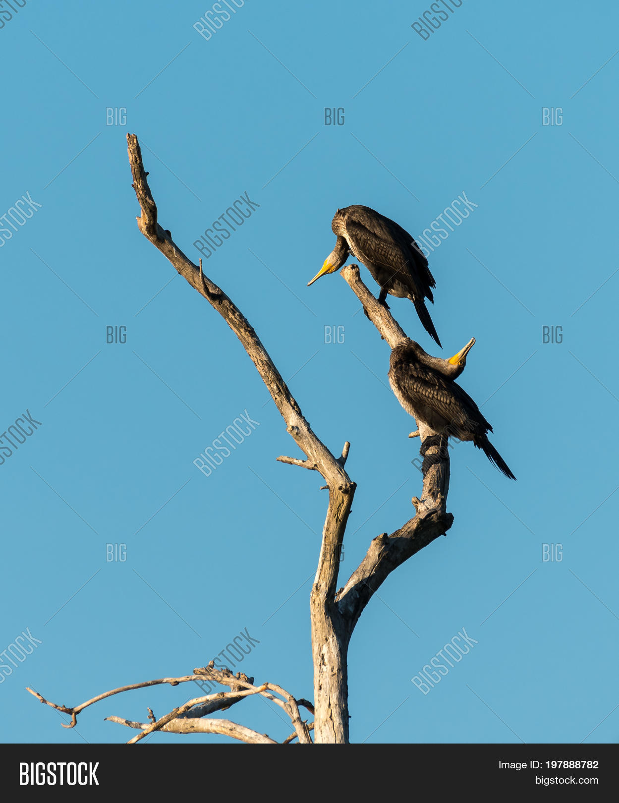 two juvenile cormorants on a tree preening