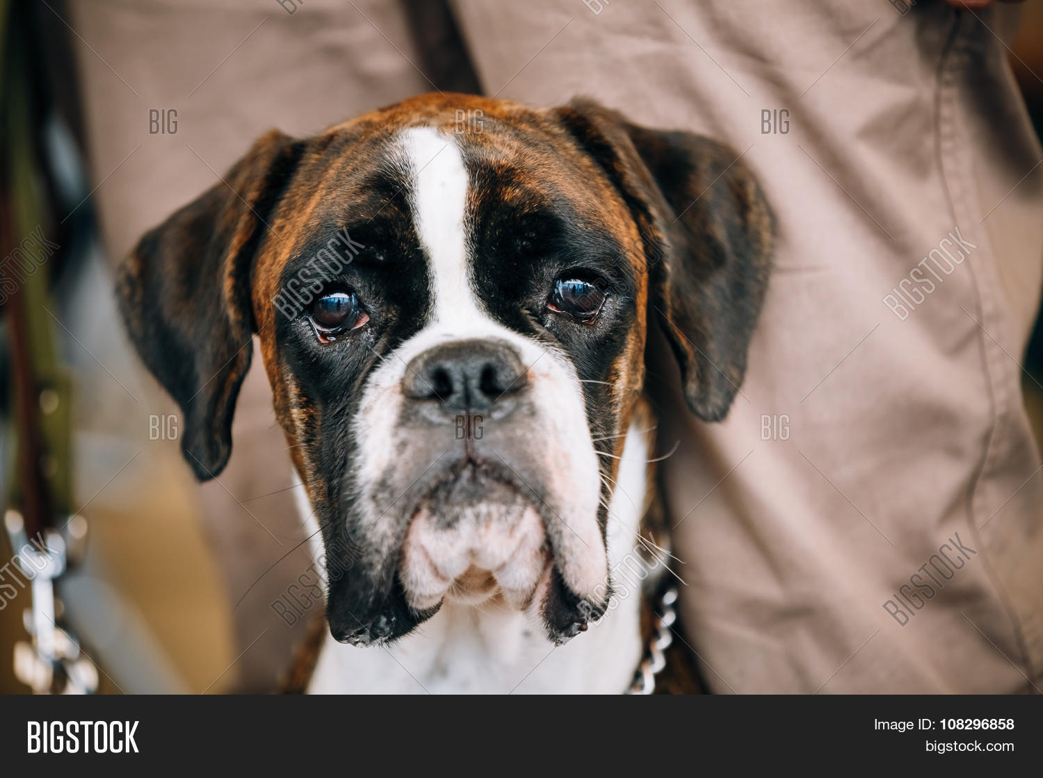 boxer dog sitting near owner