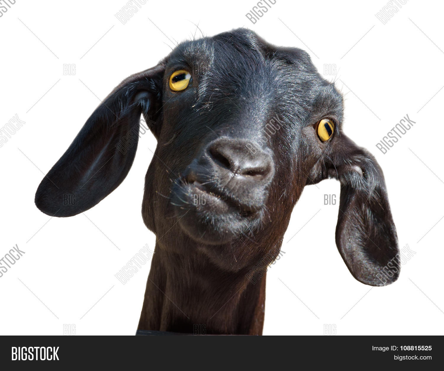 head of silly looking black goat isolated on white with clipping