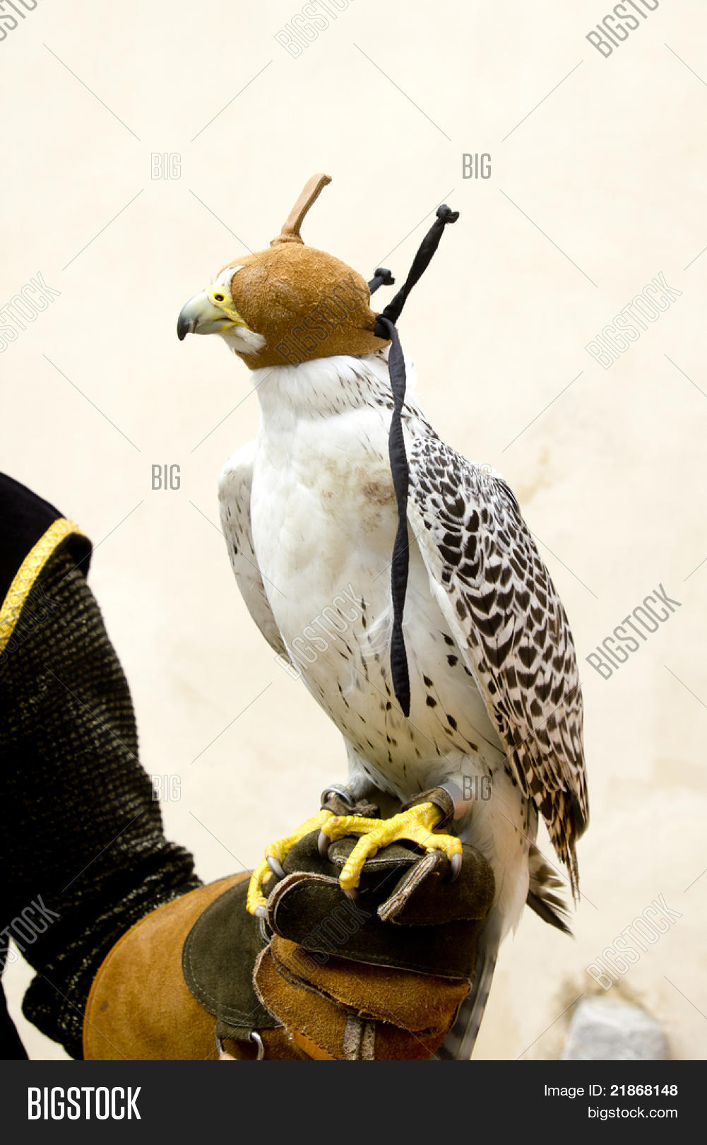 鹰猎鹰贪婪鸟带盲帽手套手革