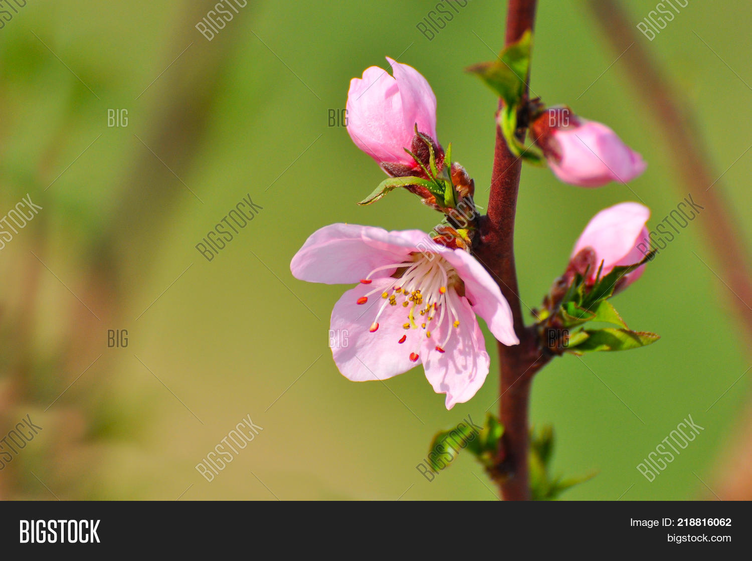 blossom tree branch, peach flowers in spring in full bloom