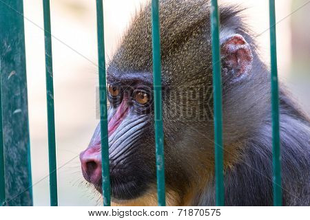 mandrill monkey imprisoned in the zoo