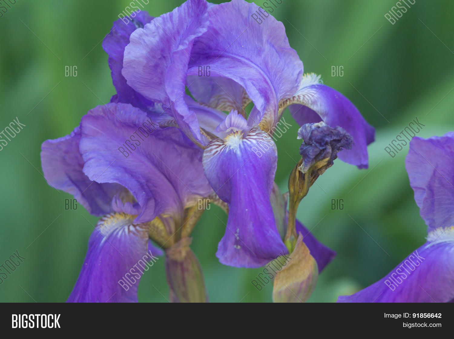 close up of purple iris flowers. iris blooming in summertime.