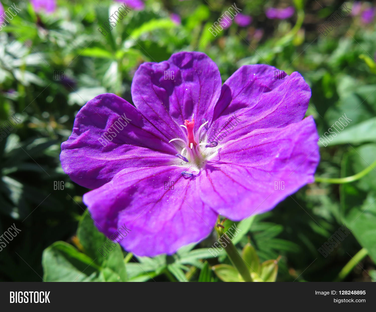 pretty flower exotica lilac in the garden close detail