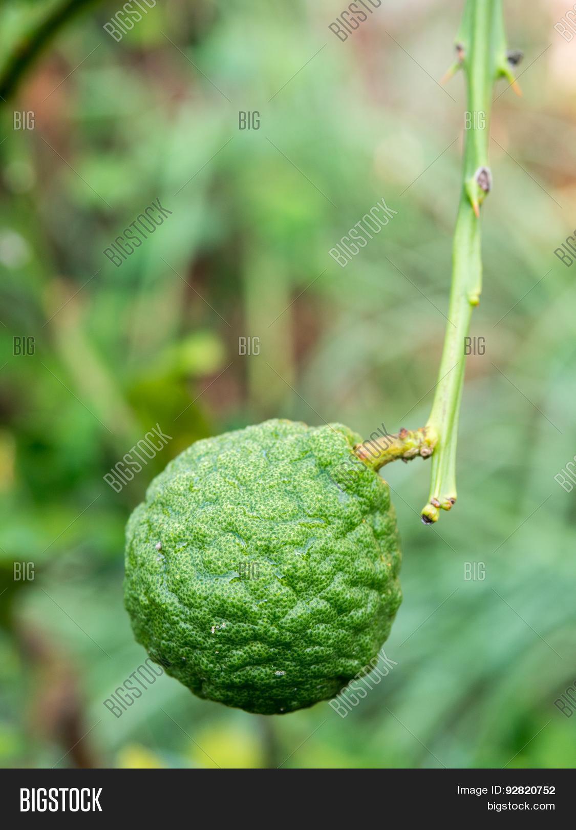 green fresh bergamot from the tree in the garden.