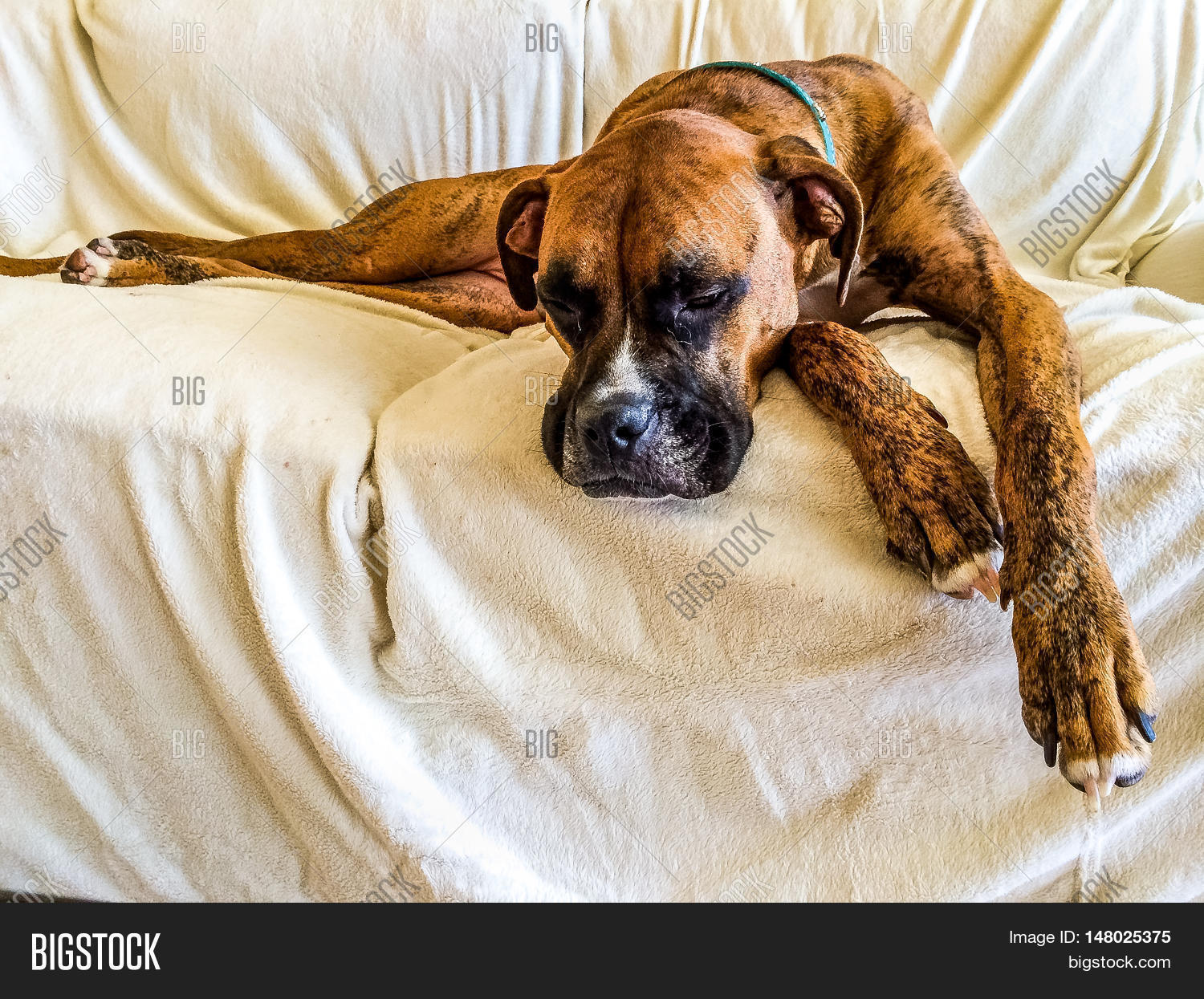 brindle boxer dog is sad on the couch