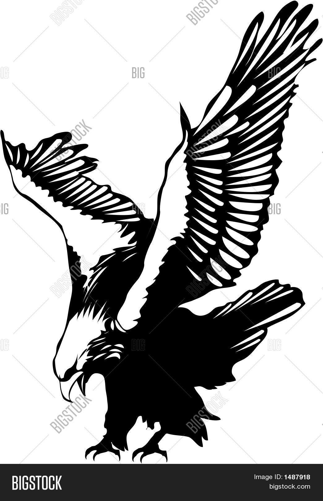 矢量飞鹰 库存矢量图和库存照片 | bigstock