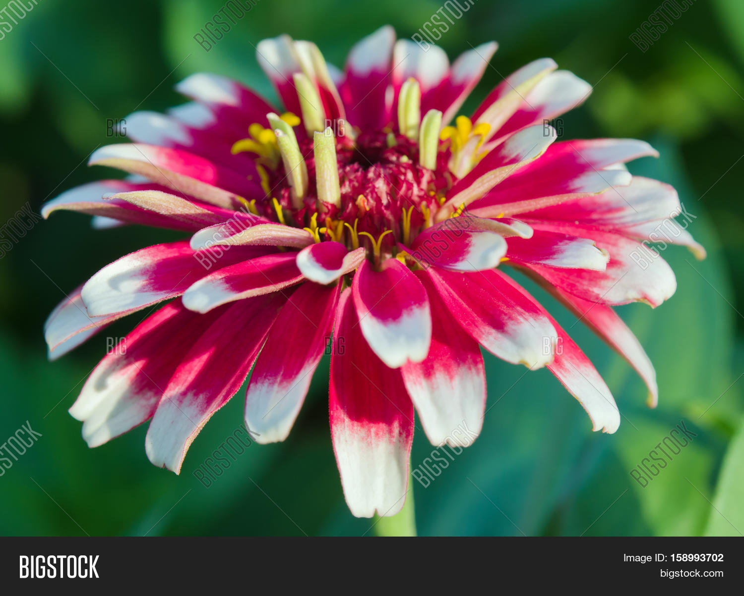 white and red hybrid aster flower in the garden in bangkok