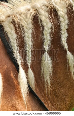 编织的马鬃毛