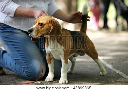 公开该 lightbox 保存取消   保存 perfect standing beagle dog with