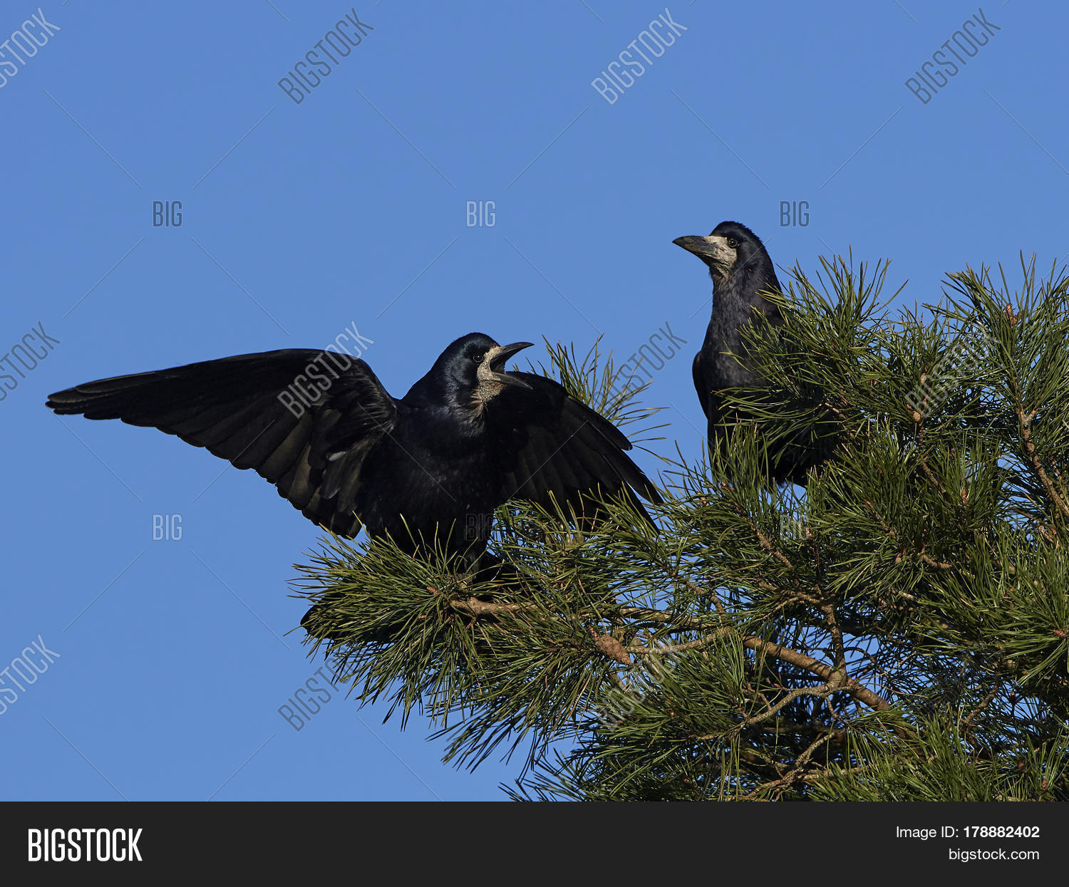 rooks sitting in a tree with blue skies in the background