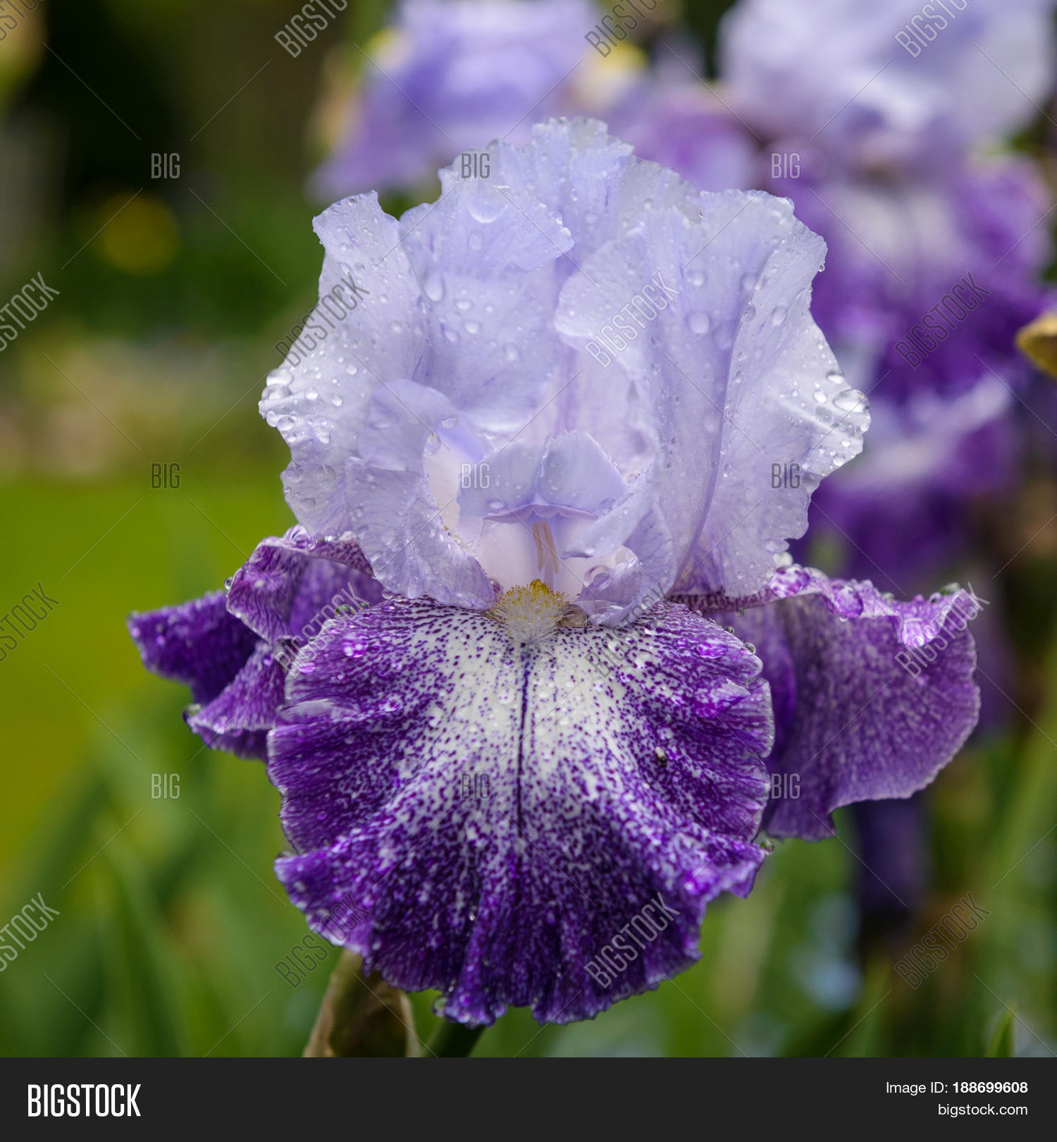 closeup of flower bearded iris "splashacata" in garden.