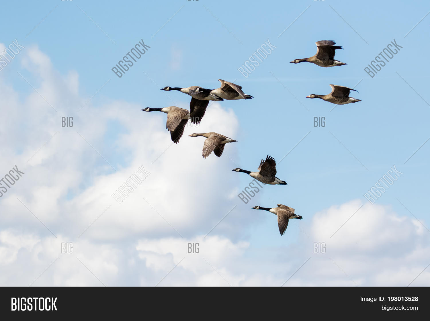 group or gaggle of canada geese (branta canadensis) flying in