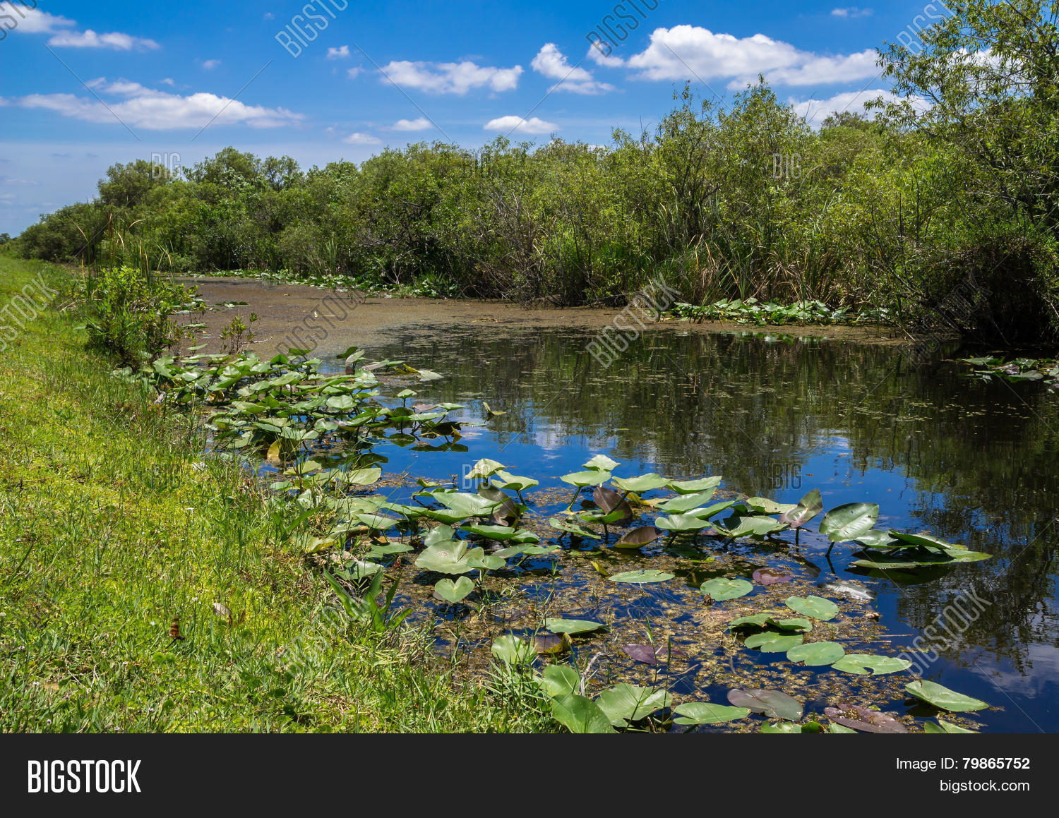 florida everglades view at shark valley showing canal and lily