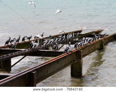australian cormorants