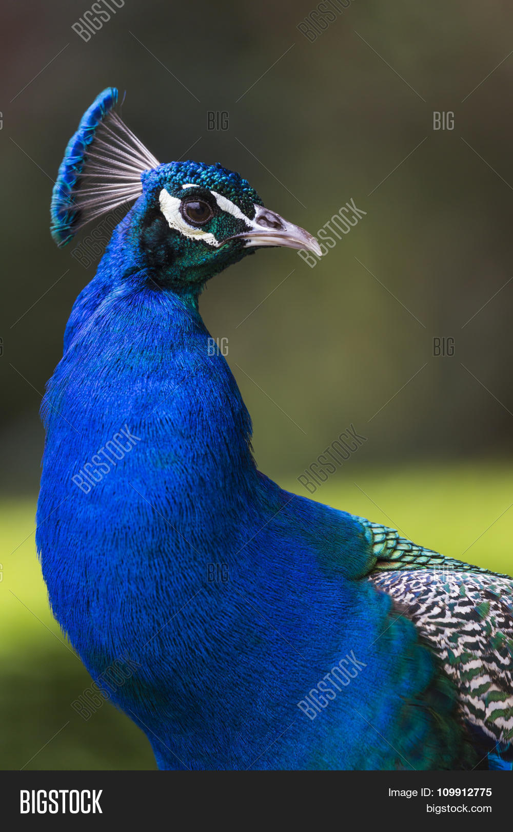 head of beautiful male peacock