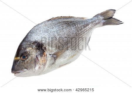 公开该 lightbox 保存取消 &nbsp; 保存 dorado fish  isolated on