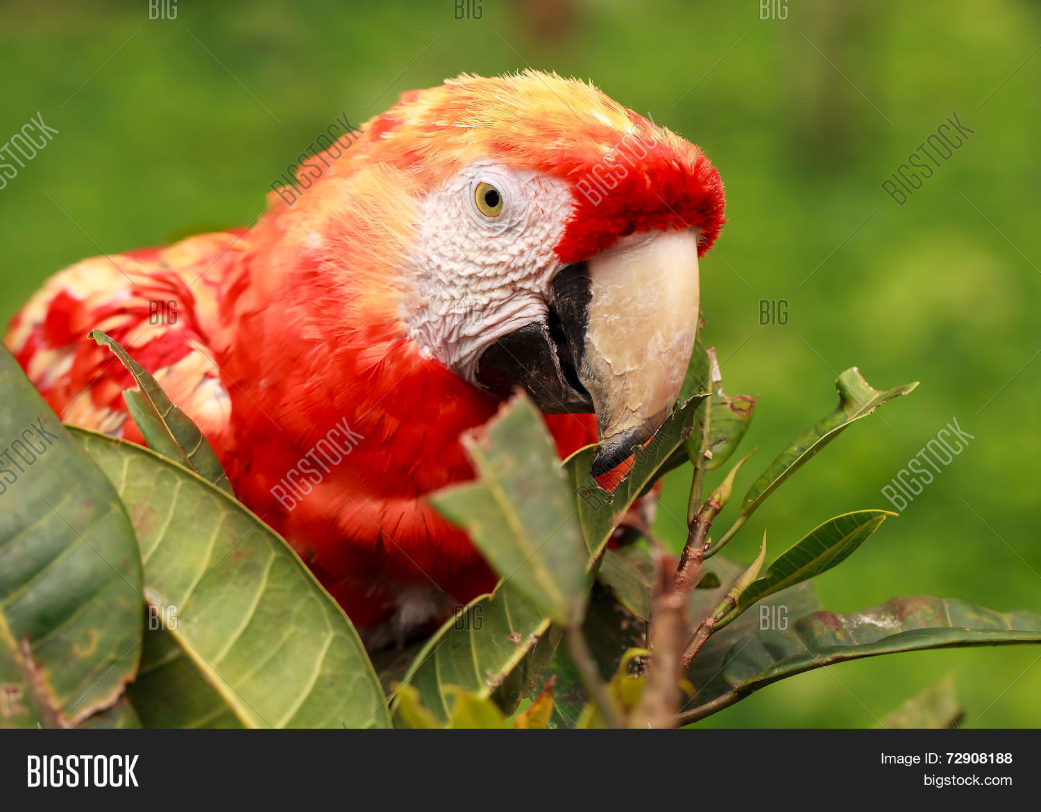 close up of red scarlet macaw parrot hiding in the bushes in