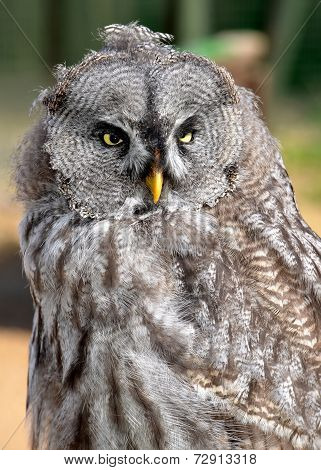 great gray owl