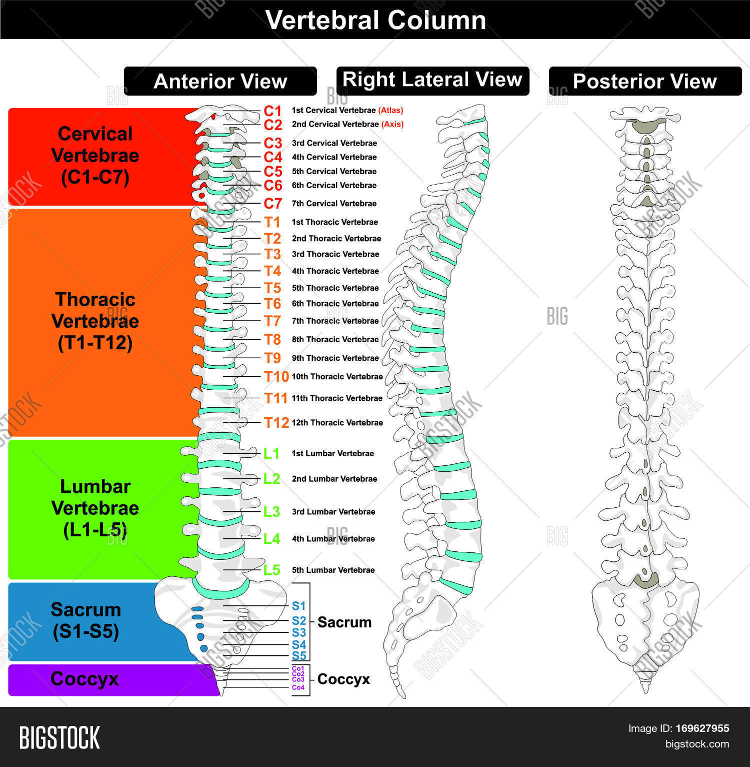 Spinal Column Health