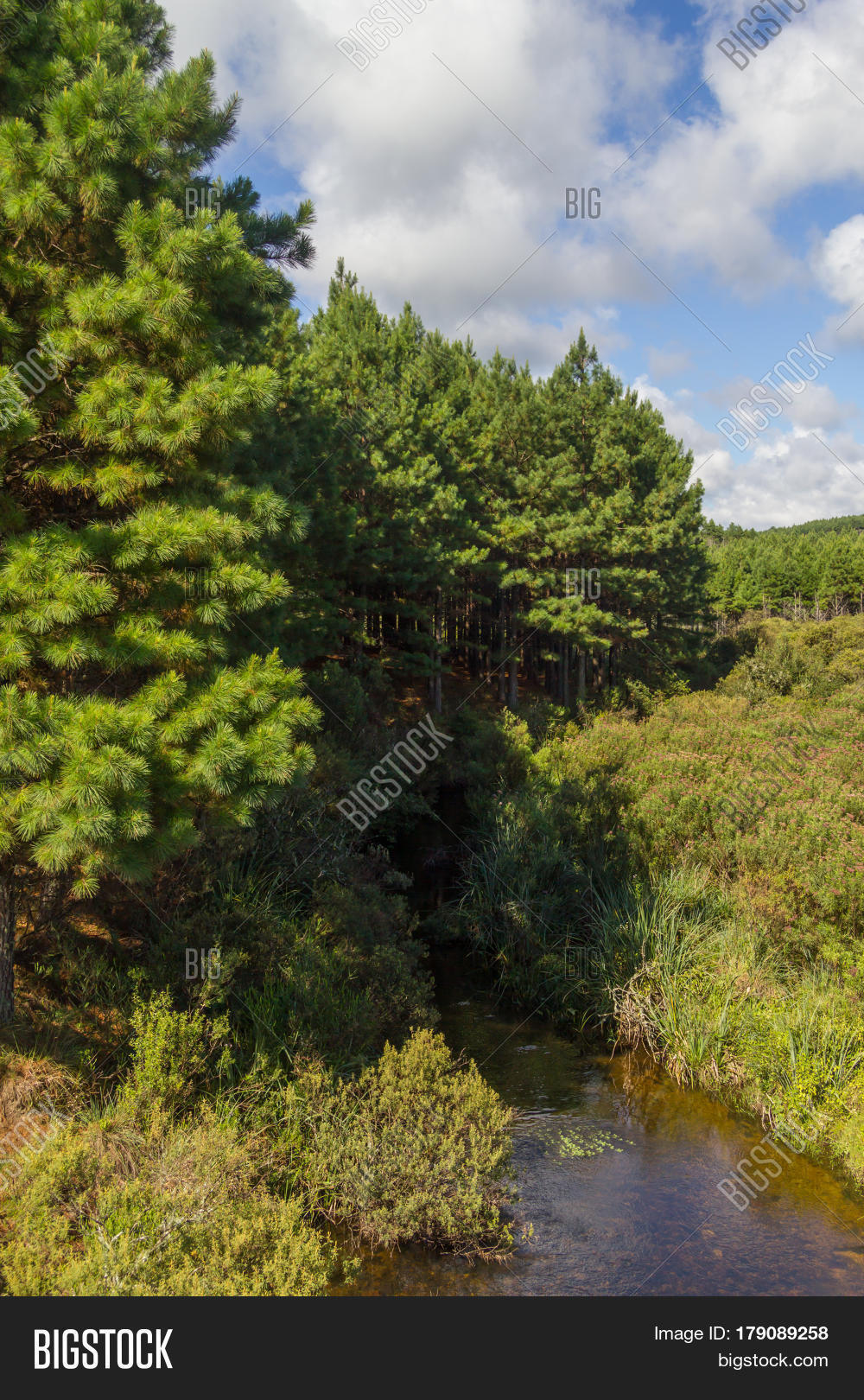 pine forest in cambara do sul rio grande do sul brazil