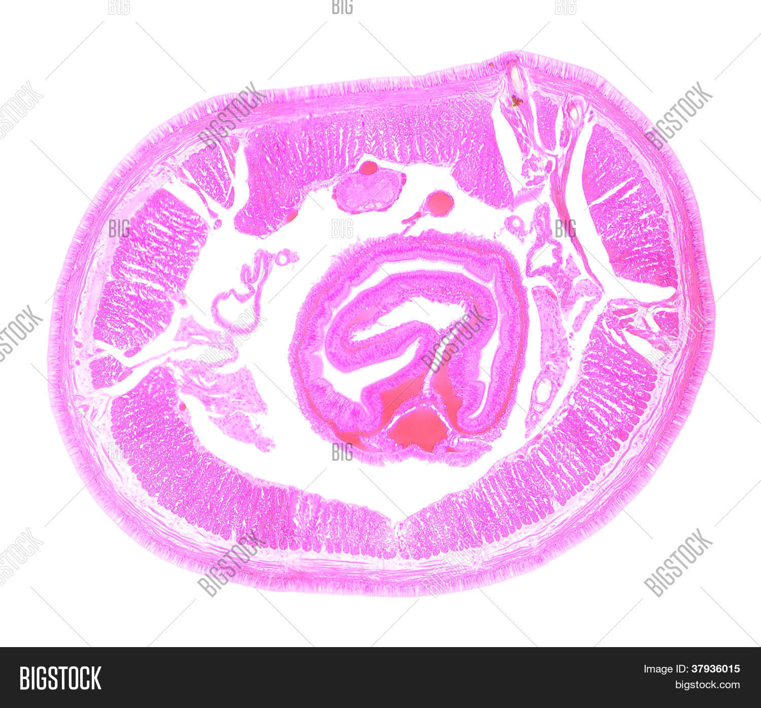 lightbox 公开该 lightbox 保存取消   保存 earthworm under the