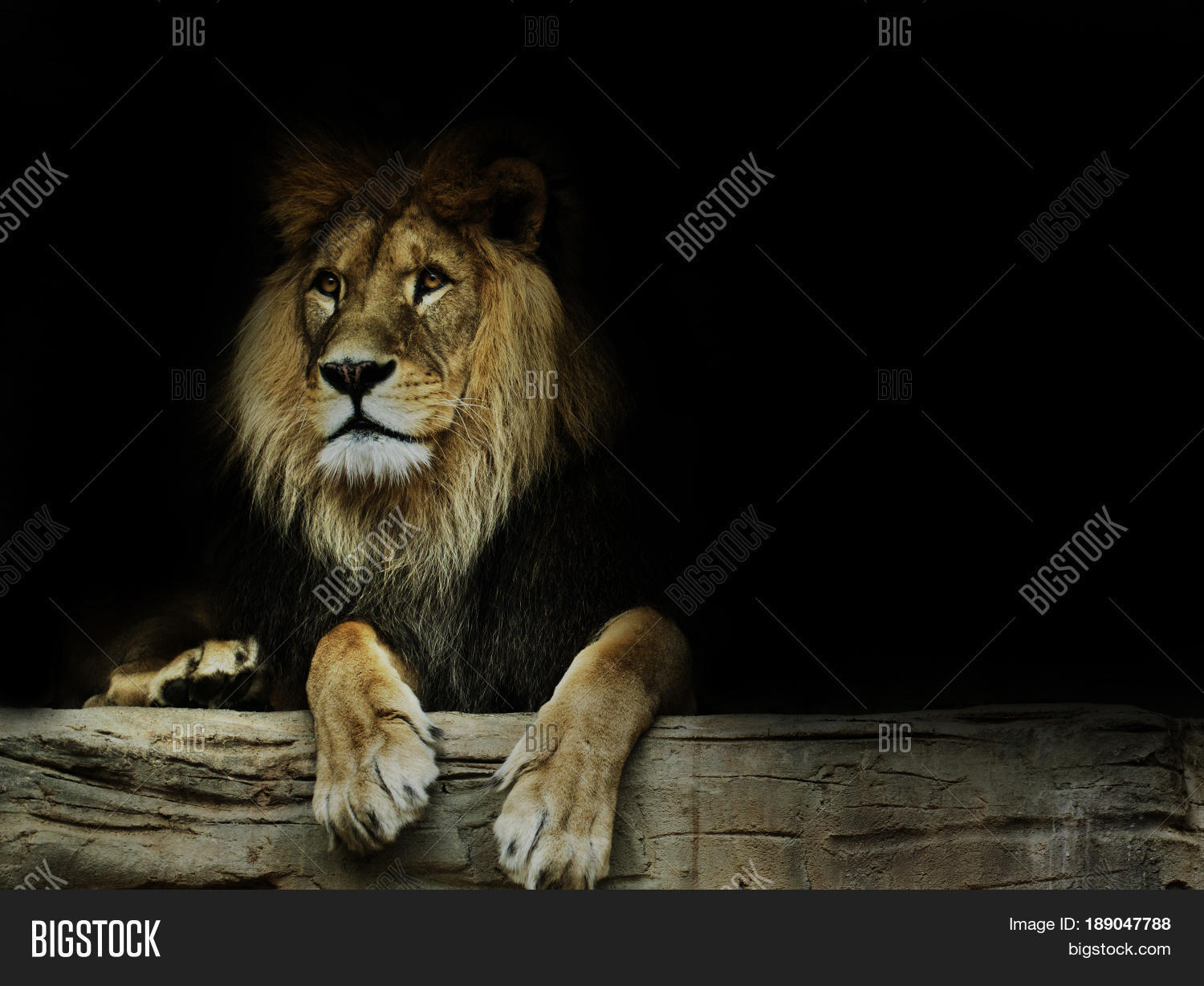 dominant lion king of animal.