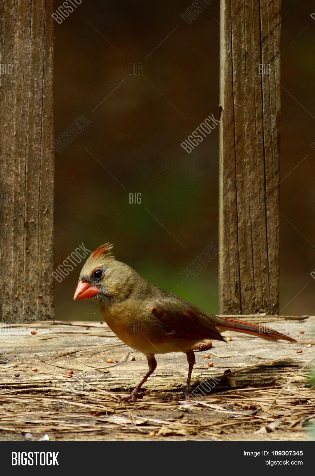 immature female cardinal red bird on deck with seed and pine
