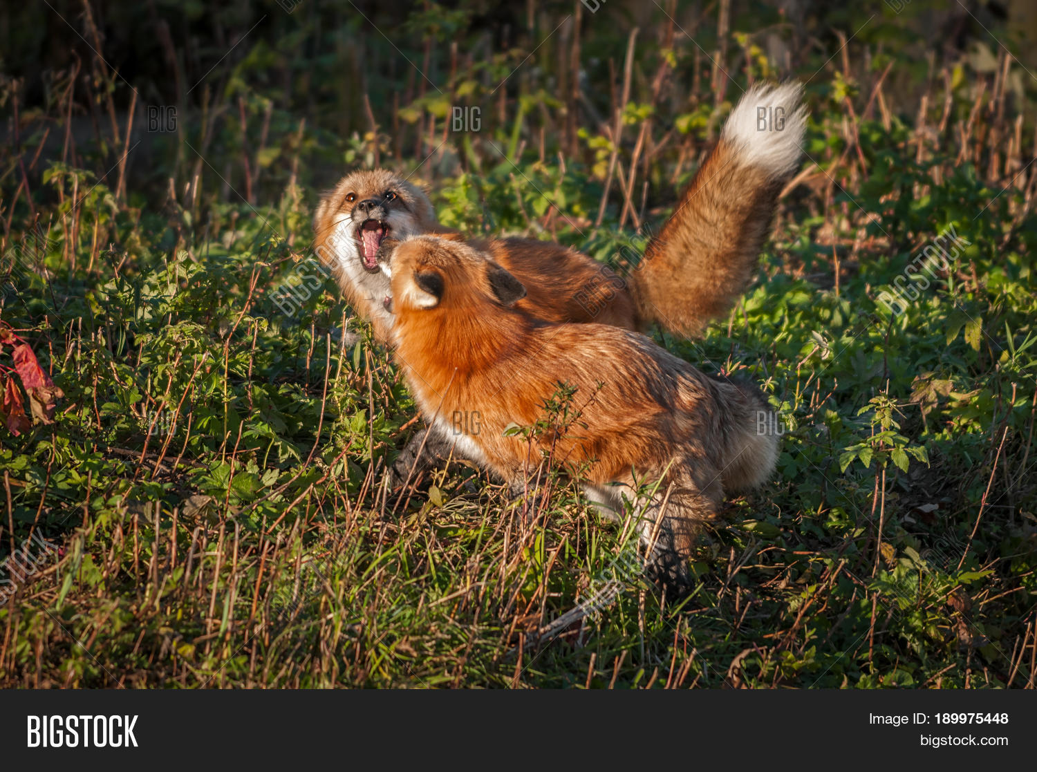 red foxes ( vulpes vulpes) in small conflict - captive animals