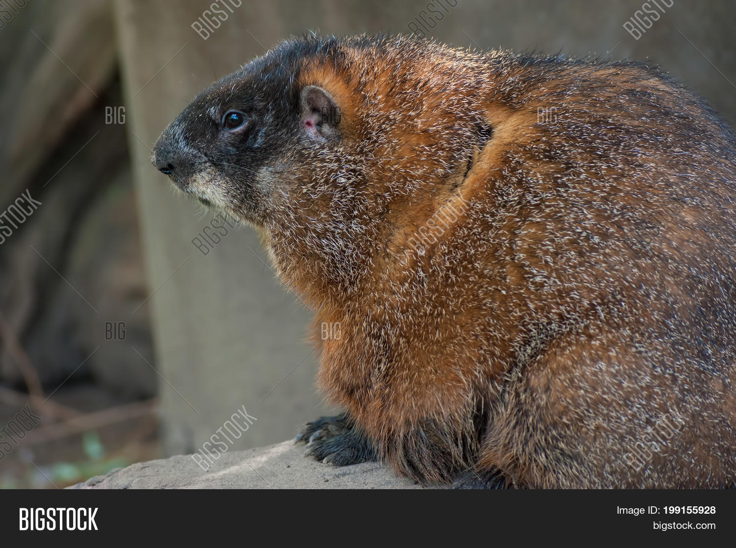 young woodchuck sitting on a tree outside