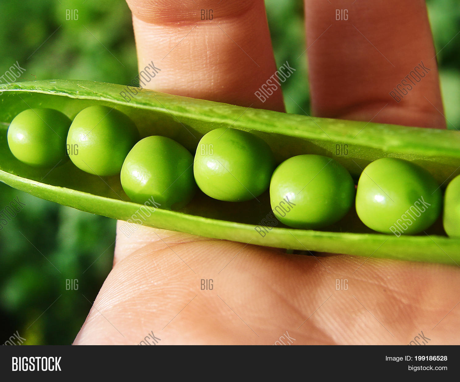 pods of green cracked peas in the hands of women.